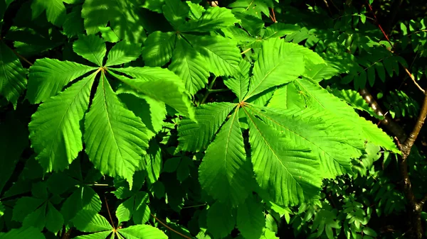 Bright green leaves of chestnut in their natural habitat. — Stock Photo, Image