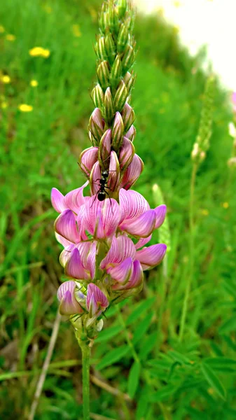 Geneesmiddelen, voedsel en technische plant Glycyrrhiza glabra of Licor — Stockfoto