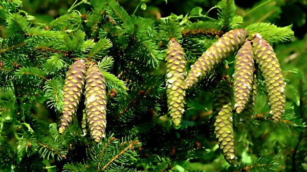 Cones de pinheiro em ramos no momento do amadurecimento, iluminado por t — Fotografia de Stock