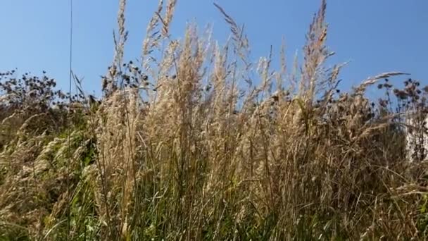 Le vent souffle, panicule sèche herbes sauvages balancent et se déplacent dans le vent contre un ciel bleu . — Video