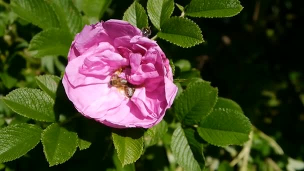 Bees collecting nectar and pollinate pink wild rose (Rosa Rugosa) in windy weather. — Stock Video