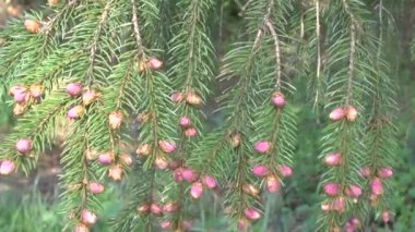 Rüzgarda sallanan genç tomurcukları ile dikey çam dalları.