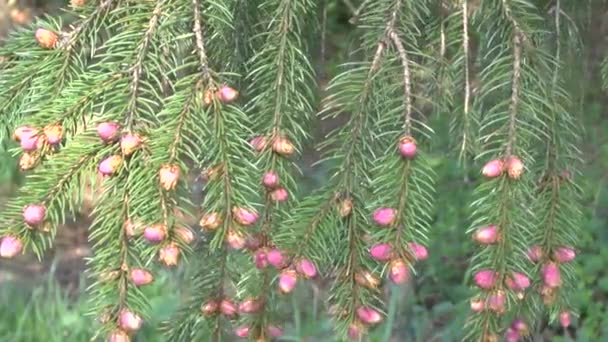 Rüzgarda sallanan genç tomurcukları ile dikey çam dalları. — Stok video