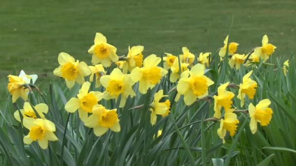 Primavera floração amarelo brilhante Narciso, pokachivayushihsya o vento e o sol-iluminado . — Vídeo de Stock