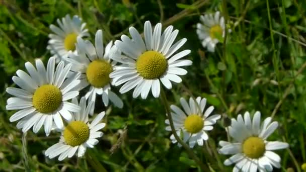 Kamomillblommor upplyst av solen, inte en grön bakgrund, vajande i vinden. — Stockvideo