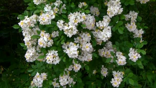 White flower clusters Brier sunlit swayinng in the wid. — Stock Video