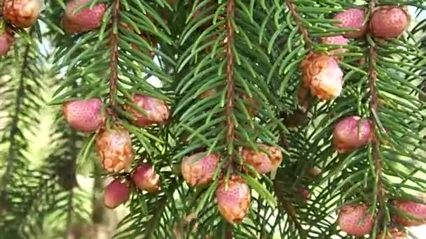 Branches verticales de sapin avec de jeunes bourgeons se balançant dans le vent . — Video