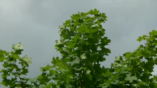 Sonnenbeschienene smaragdgrüne Ahornblätter wiegen sich im Wind. — Stockvideo