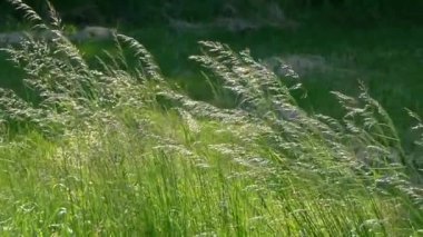Parlak gün ışığında yeşil çimen, sallanan yeşil çayır on.