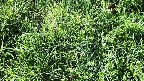 На зеленом лугу, качающемся зеленой травой, при ярком солнечном свете . — стоковое видео