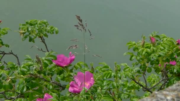 Semak mawar liar mekar di latar belakang sungai . — Stok Video