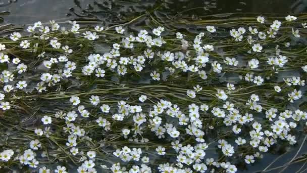 Witte bloemen zwaaiend in het water. Batrachium circinatum. — Stockvideo