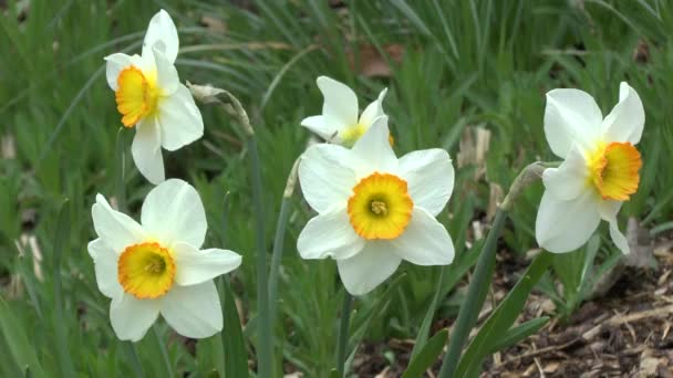 Narcisos blancos balanceándose en el viento . — Vídeos de Stock