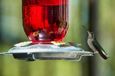 Hummingbird drinks from a glass feeder in a backyard garden clipart