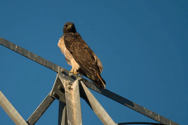 Red Tailed Hawk Zitstokken Een Elektrische Toren Californië — Stockfoto