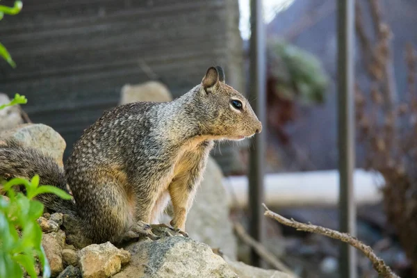 A California ground squirrel explores a suburban backyard