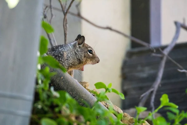 Una Ardilla Terrestre California Explora Patio Suburbano — Foto de Stock