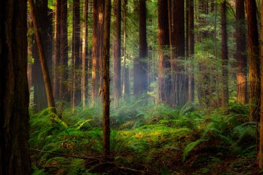 Günbatımında Kaliforniya 'da sisli bir sekoya ormanında güneş ışınları parlıyor.