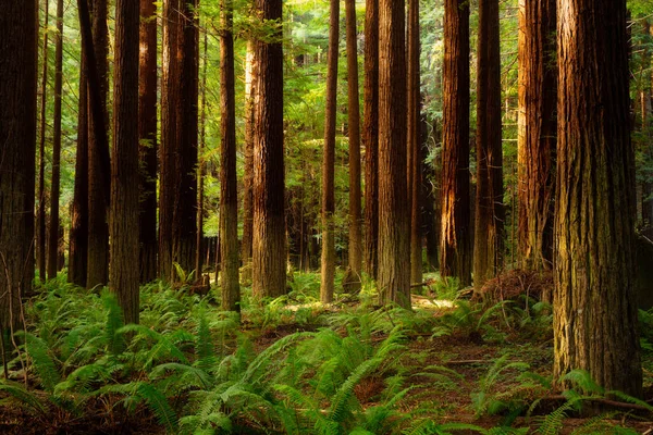 Sunbeams Shine Foggy Redwood Forest California Sunset — Fotografia de Stock