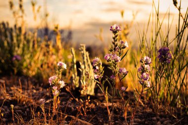 Fremont Phacelia (Phacelia fremontii), Kaliforniya 'nın kuzeydoğu çöllerinde yetişen bir çınar çiçeğidir.