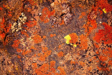 Bright Cobblestone Lichen (Acarospora socialis) growing on volcanic basalt in California's northeastern desert clipart