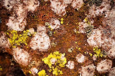 Parlak Cobblestone Lichen (Acarospora socialis) Kaliforniya 'nın kuzeydoğu çölündeki volkanik bazalt üzerinde büyüyor.