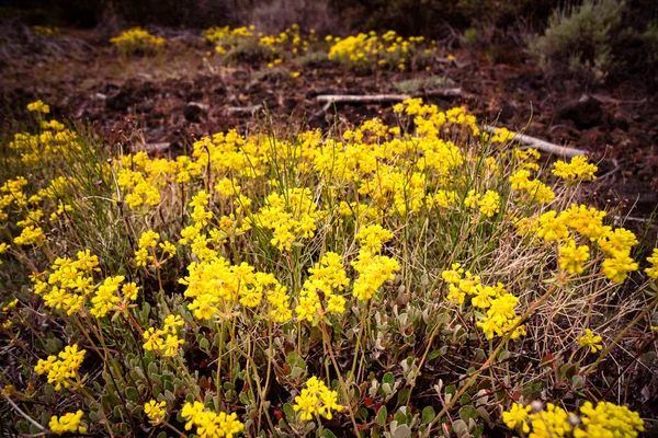 Fleurs Sarrasin Eriogonum Umbellatum Poussant Dans Les Déserts Volcaniques Nord — Photo