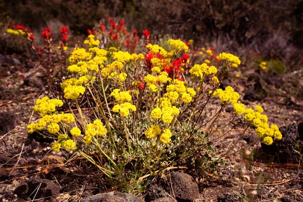 Fleurs Sarrasin Eriogonum Umbellatum Poussant Dans Les Déserts Volcaniques Nord — Photo