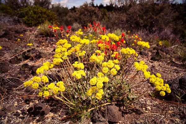 유황꽃은 캘리포니아 북동부의 사막에서 자라는 Eriogonum Umbellatum — 스톡 사진