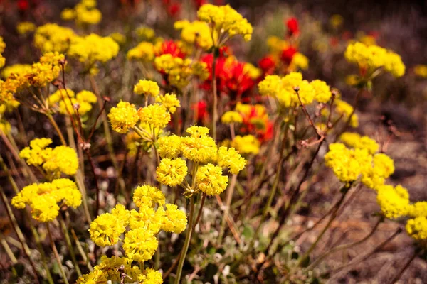 Kénvirág Hajdina Virágok Eriogonum Umbellatum Termesztése Északkelet Kaliforniai Vulkáni Sivatagokban — Stock Fotó