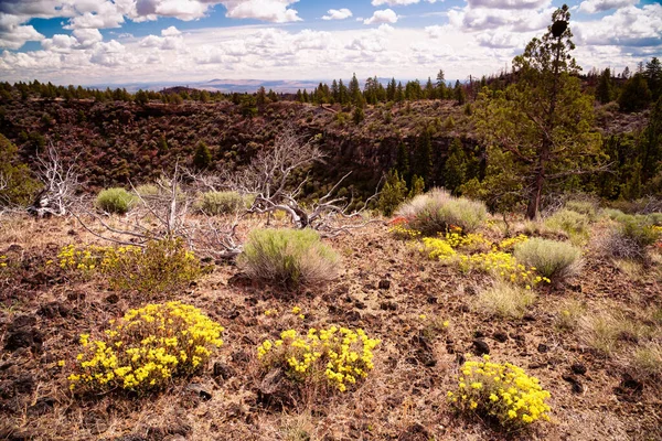Schwefelblume Buchweizenblüten Eriogonum Umbellatum Wachsen Den Vulkanischen Wüsten Nordosten Kaliforniens — Stockfoto