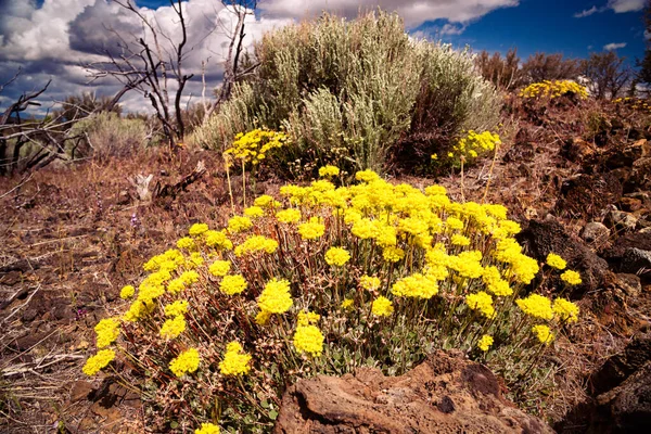 Fiori Grano Saraceno Solforato Eriogonum Umbellatum Che Crescono Nei Deserti — Foto Stock