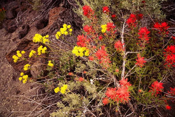 Indian Paintbrush Growing Volcanic Deserts Northern California — Stock Photo, Image