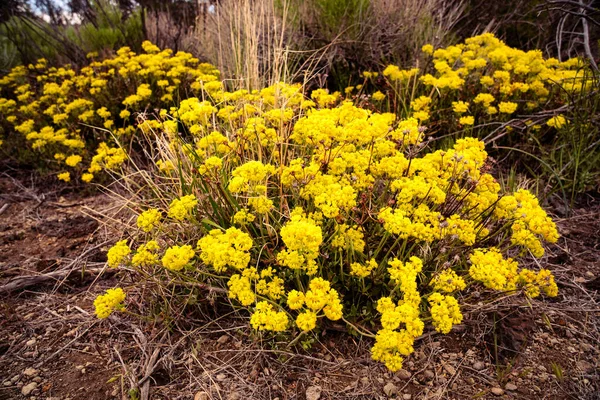 Kénvirág Hajdina Virágok Eriogonum Umbellatum Termesztése Északkelet Kaliforniai Vulkáni Sivatagokban — Stock Fotó