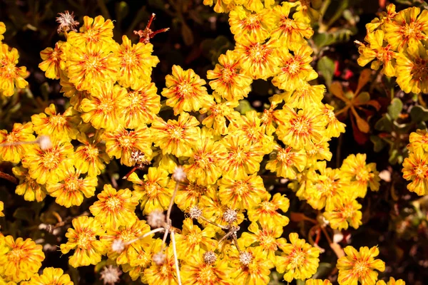 유황꽃은 캘리포니아 북동부의 사막에서 자라는 Eriogonum Umbellatum — 스톡 사진
