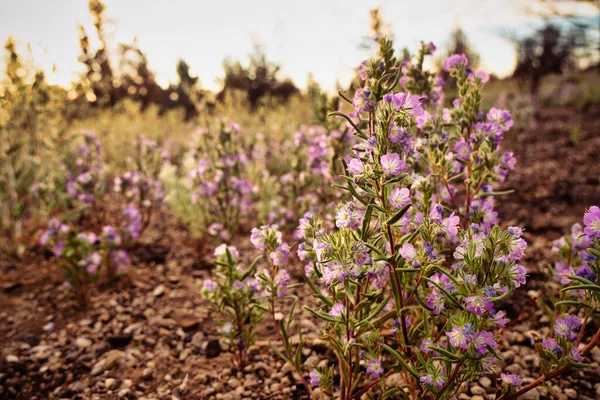 Fremont Phacelia Phacelia Fremontii Fiore Campanulato Che Cresce Nei Deserti — Foto Stock