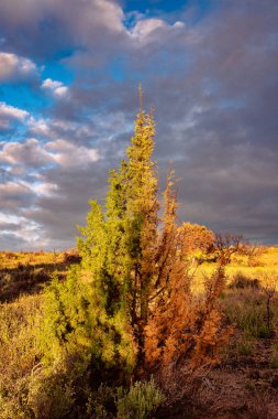 Lav Yatakları, Kaliforniya 'da manzara