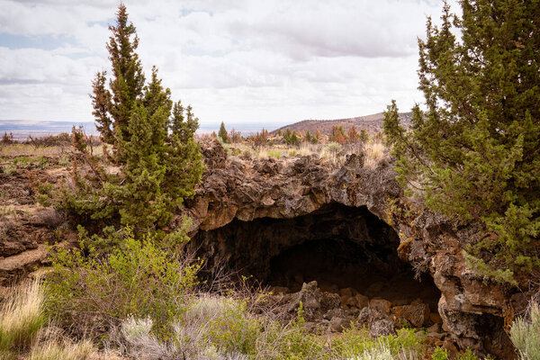 Hardy desert trees growing in the lava rock beds