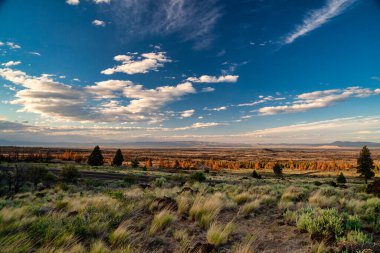 Lav kayalarında yetişen dayanıklı çöl ağaçları.