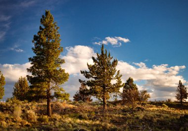 Lav kayalarında yetişen dayanıklı çöl ağaçları.