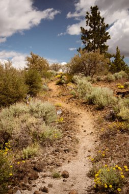 Lav Yatakları Ulusal Anıtı 'ndaki volkanik çölde yol alın.