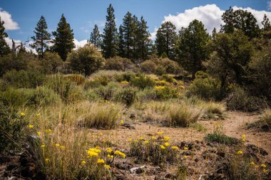 Lav Yatakları Ulusal Anıtı 'nın volkanik çölündeki renkli bitki örtüsü