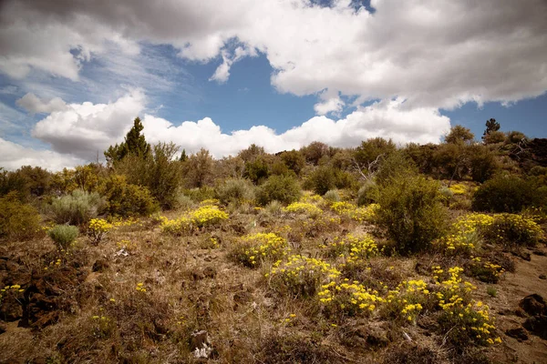 Färgglad Vegetation Den Vulkaniska Öknen Lava Beds Nationella Monument — Stockfoto