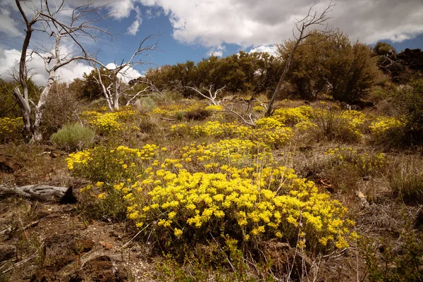 Színes Növényzet Vulkanikus Sivatagban Lava Beds Nemzeti Emlékmű — Stock Fotó