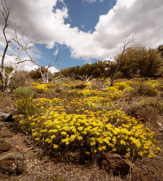 Colorata Vegetazione Nel Deserto Vulcanico Lava Beds Monumento Nazionale — Foto Stock