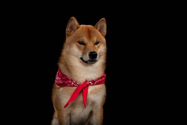 Genç kırmızı shiba inu çocuk