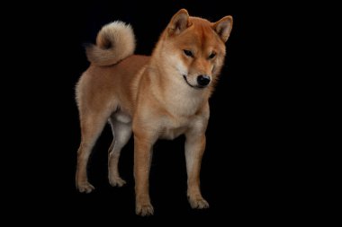 Genç kırmızı shiba inu çocuk