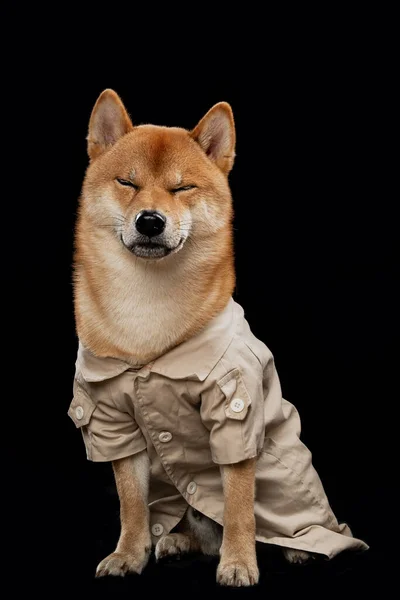 Jovem shiba inu menino vermelho — Fotografia de Stock