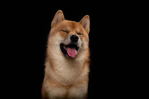 Jovem shiba inu menino vermelho — Fotografia de Stock