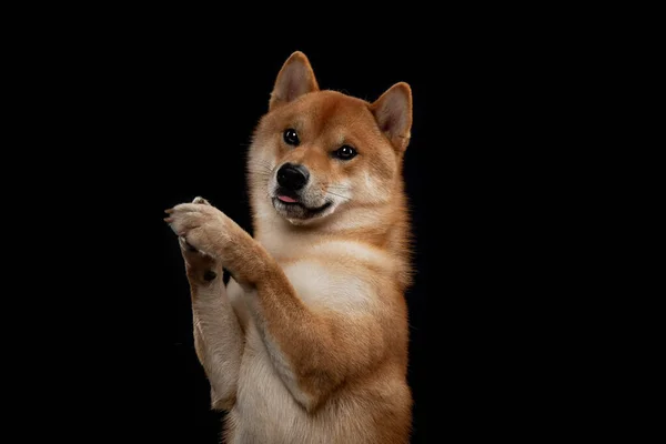 Jovem shiba inu menino vermelho — Fotografia de Stock